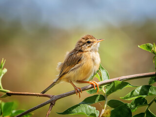 Fototapeta premium baby bird in nature