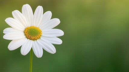 Obraz premium Closeup of daisy petal tips, sunlight highlighting delicate edges, gentle bokeh background, soft focus on nature s detail