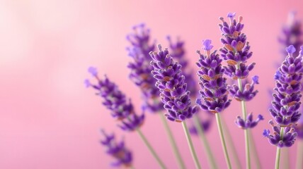 Naklejka premium Closeup of soft lavender petals, gentle pastel hues and natural light, detailed macro of tiny floral structures, peaceful nature