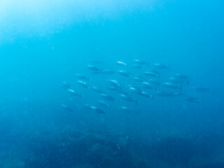 キビナゴの大群とソウダガツオ（サバ科）の群れ
マルソウダかヒラソウダ
英名学名：Frigate mackerel, Auxis thazard, 
Bullet tuna, Auxis rochei rochei,
Frigate tuna, Auxis thazard thazard, 
静岡県伊豆半島賀茂郡南伊豆町中木ヒリゾ浜2024年
