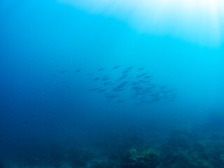 キビナゴの大群とソウダガツオ（サバ科）の群れ
マルソウダかヒラソウダ
英名学名：Frigate mackerel, Auxis thazard, 
Bullet tuna, Auxis rochei rochei,
Frigate tuna, Auxis thazard thazard, 
静岡県伊豆半島賀茂郡南伊豆町中木ヒリゾ浜2024年
