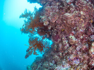 ウミカラマツ（ソフトコーラル）が生えるドロップオフのキンギョハナダイ（ハナダイ亜科）ソラスズメダイ（スズメダイ科）他群れ
英名学名：Sea Goldie (Pseudanthias squamipinnis)
Heavenly Damselfish (Pomacentrus coelestis)
Antipathes japonica
静岡県伊豆半島賀茂郡南伊豆町中木ヒリゾ浜2024年
