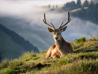Fototapeta premium Deer in nature