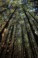 Divine light spilling from the cedar forest towering high against the blue sky