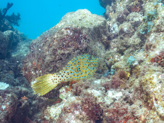 美しいソウシハギ（カワハギ科）他。
英名学名：Scrawled filefish, Aluterus scriptus
静岡県伊豆半島賀茂郡南伊豆町中木ヒリゾ浜2024年
