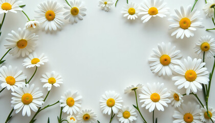 white daisies arranged in a circle on a white background photo © Wool World