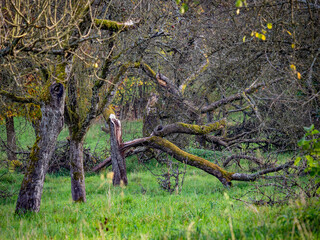 Alte zusammengebrochene Obstbäume