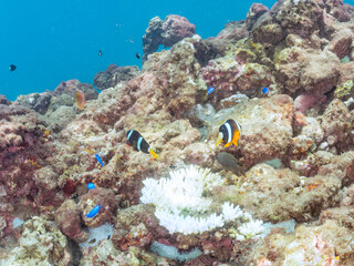高海水温が続いているのでサンゴの白化現象が起きている。
美しいイソギンチャク畑の可愛いクマノミ（クマノミ亜科）ペア、ミツボシクロスズメダイ（スズメダイ科）他の群れ。
英名学名：
Yellowtail clownfish (Amphiprion clarkii)
Threespot dascyllus (Dascyllus trimaculatus) 
南伊豆町中木ヒリゾ浜2024年
