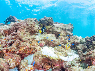 高海水温が続いているのでサンゴの白化現象が起きている。
美しいイソギンチャク畑の可愛いクマノミ（クマノミ亜科）ペア、ミツボシクロスズメダイ（スズメダイ科）他の群れ。
英名学名：
Yellowtail clownfish (Amphiprion clarkii)
Threespot dascyllus (Dascyllus trimaculatus) 
南伊豆町中木ヒリゾ浜2024年
