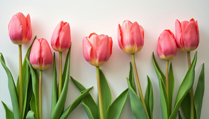 Fototapeta premium red and pink tulips against a white wall