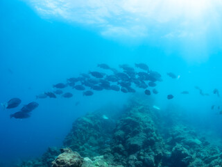 逆光の美しいホウライヒメジ（ヒメジ科）、ニザダイ（ニザダイ科）、メジナ（イスズミ科）他の群れ。
英名学名：Whitesaddle goatfish, Parupeneus ciliatus
Sawtail juvenile (Prionurus scalprum)
Largescale Blackfish, Girella punctata
静岡県伊豆半島賀茂郡南伊豆町中木ヒリゾ浜2024年
