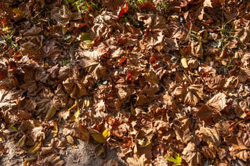 leaves and trees in autumn