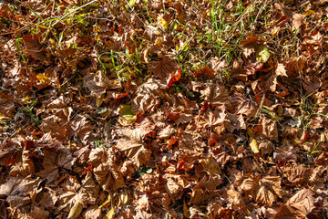 leaves and trees in autumn