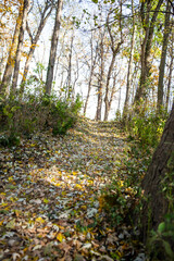 leaves and trees in autumn