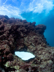 高海水温が続いているのでサンゴの白化現象が起きている。
美しい巨大なエンタクミドリイシ（ミドリイシ科）の群生。
英名学名：Table coral, Leptastrea purpurea
静岡県伊豆半島賀茂郡南伊豆町中木ヒリゾ浜2024年
