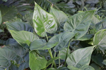 Obraz premium large shiny glossy pointed leaves at the ends of long stems