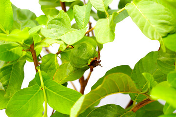 Guava fruit on tree with green leaves