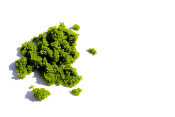 Obraz premium Fresh water alga, water meal or swamp algae