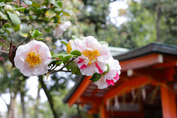 Beautiful camellia flower on tree.