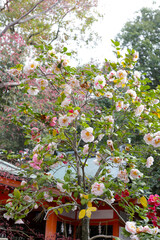 Beautiful camellia flower on tree.