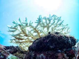 高海水温が続いているのでサンゴの白化現象が起きている。
美しい巨大なエンタクミドリイシ（ミドリイシ科）の群生。
英名学名：Table coral, Leptastrea purpurea
静岡県伊豆半島賀茂郡南伊豆町中木ヒリゾ浜2024年
