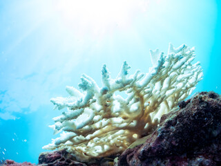 高海水温が続いているのでサンゴの白化現象が起きている。
美しい巨大なエンタクミドリイシ（ミドリイシ科）の群生。
英名学名：Table coral, Leptastrea purpurea
静岡県伊豆半島賀茂郡南伊豆町中木ヒリゾ浜2024年
