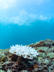 高海水温が続いているのでサンゴの白化現象が起きている。
美しい巨大なエンタクミドリイシ（ミドリイシ科）の群生。
英名学名：Table coral, Leptastrea purpurea
静岡県伊豆半島賀茂郡南伊豆町中木ヒリゾ浜2024年
