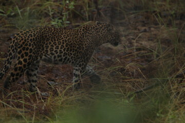 Sri Lankan Leopard in Wilpattu National Park, Sri Lanka 