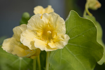 Obraz premium Nasturtium Flower 