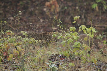 Sri Lankan Leopard in Wilpattu National Park, Sri Lanka 