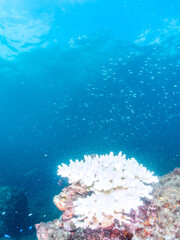 高海水温が続いているのでサンゴの白化現象が起きている。
テーブルサンゴに集まる美しいソラスズメダイ（スズメダイ科）キビナゴ（ニシン科）他の群れ。
英名学名：Heavenly Damselfish (Pomacentrus coelestis)
Silver-Stripe Round Herrings (Spratelloides gracilis)
静岡県伊豆半島賀茂郡南伊豆町中木ヒリゾ浜2024
