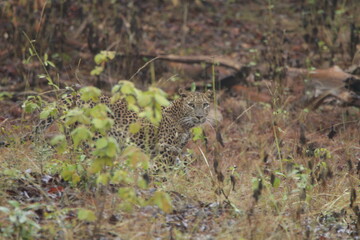 Sri Lankan Leopard in Wilpattu National Park, Sri Lanka 