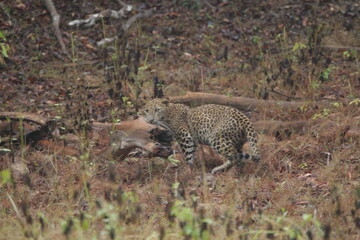 Sri Lankan Leopard in Wilpattu National Park, Sri Lanka 