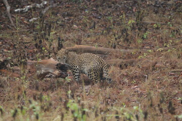 Sri Lankan Leopard in Wilpattu National Park, Sri Lanka 