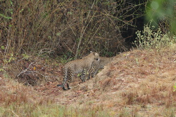 Sri Lankan Leopard in Wilpattu National Park, Sri Lanka 