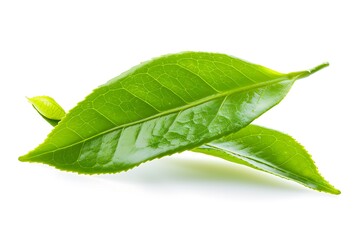 Fototapeta premium Green tea leaf isolated on white background