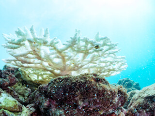 高海水温が続いているのでサンゴの白化現象が起きている。
美しい巨大なエンタクミドリイシ（ミドリイシ科）の群生。
英名学名：Table coral, Leptastrea purpurea
静岡県伊豆半島賀茂郡南伊豆町中木ヒリゾ浜2024年
