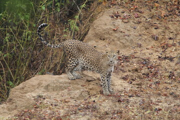 Sri Lankan Leopard in Wilpattu National Park, Sri Lanka 
