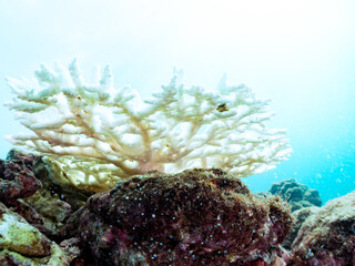 高海水温が続いているのでサンゴの白化現象が起きている。
美しい巨大なエンタクミドリイシ（ミドリイシ科）の群生。
英名学名：Table coral, Leptastrea purpurea
静岡県伊豆半島賀茂郡南伊豆町中木ヒリゾ浜2024年
