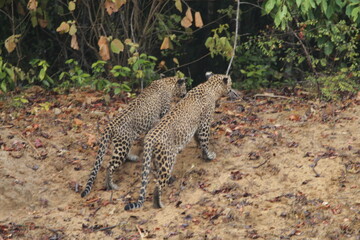 Sri Lankan Leopard in Wilpattu National Park, Sri Lanka 