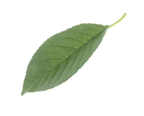 Fototapeta premium One fresh apple tree leaf isolated on white