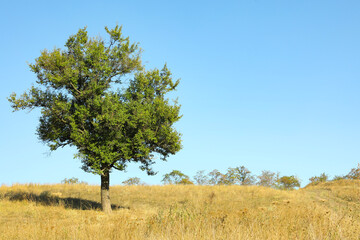 Fototapeta premium Trees and other plants growing in field