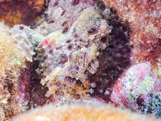 エスカ（触手）を振って魚を呼び寄せて狩る、巨大なオオモンカエルアンコウ（カエルアンコウ科）。
英名学名：Giant Frogfish, Antennarius commersoni
自分よりも大きな獲物でも、１０倍に広がる大きな口で丸呑みにする。
その速度は0.0001秒。生物界最速のハンターである。

静岡県伊豆半島賀茂郡南伊豆町中木ヒリゾ浜2024年
