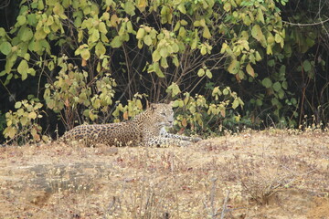 Sri Lankan Leopard in Wilpattu National Park, Sri Lanka 