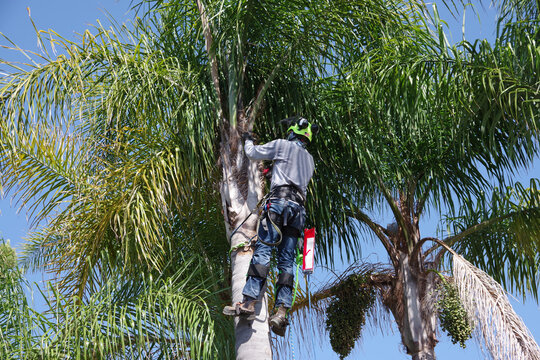 Tree trimming worker up high in a palm tree