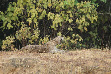 Sri Lankan Leopard in Wilpattu National Park, Sri Lanka 