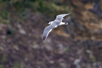 飛翔する美しいウミネコ（カモメ科）
英名学名：Black-tailed gull (Larus crassirostris)
静岡県伊豆半島賀茂郡南伊豆町中木ヒリゾ浜2024年
