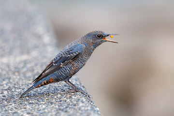 木の実を食べる美しいイソヒヨドリ（ヒタキ科）
英名、学名：Blue Rock Thrush (Monticola solitarius
静岡県伊豆半島賀茂郡南伊豆町中木ヒリゾ浜2024年
