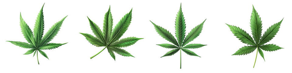Four different types of marijuana leaves are shown in a row