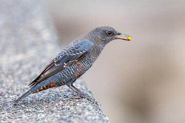 木の実を食べる美しいイソヒヨドリ（ヒタキ科）
英名、学名：Blue Rock Thrush (Monticola solitarius
静岡県伊豆半島賀茂郡南伊豆町中木ヒリゾ浜2024年
